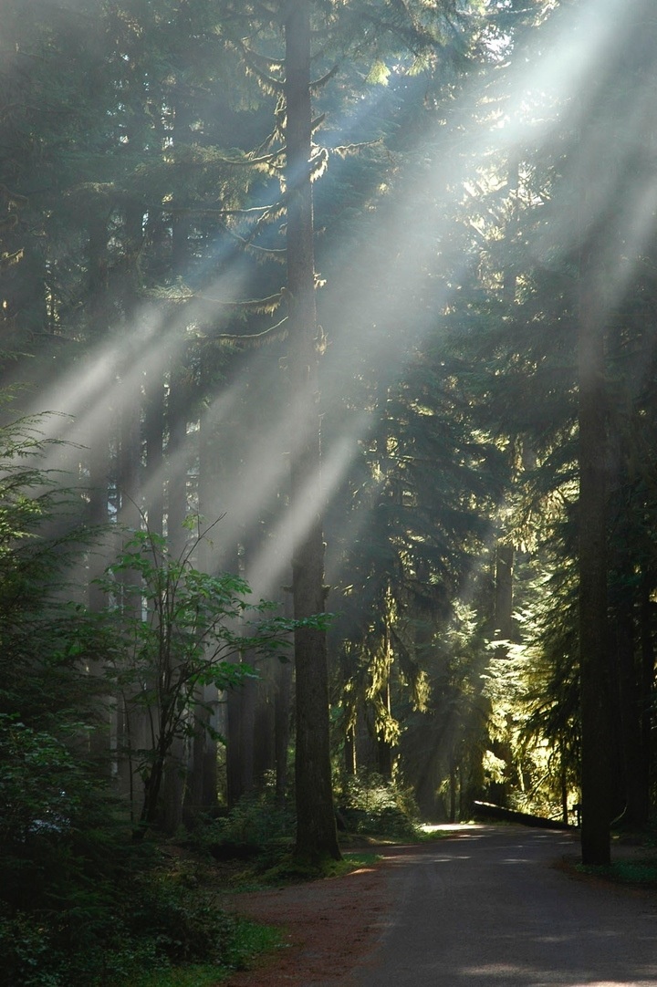 Atmospheric Environments - Radiation Transfer In Plant Canopies